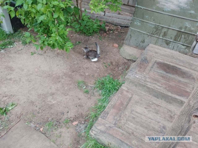Жизнь домашнего приюта для котеек 495