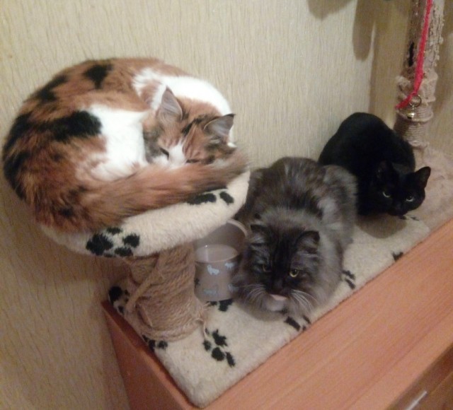 Котовторник!
