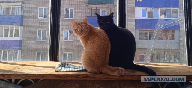 Жизнь с котом в одной картинке