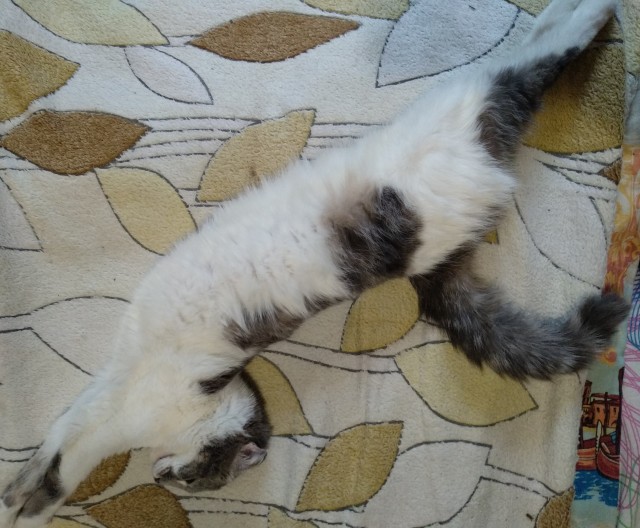 К котовторнику!)