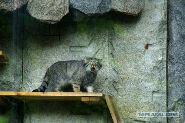 Котовторник 04.06.2013