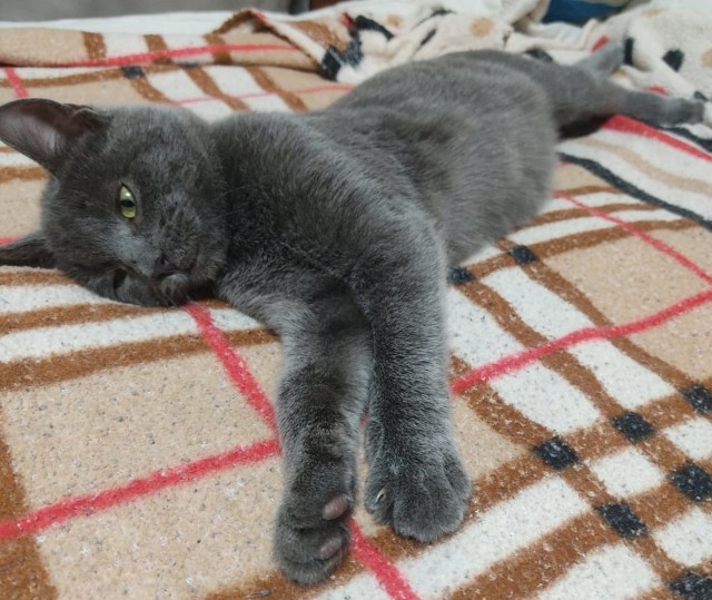 Котэ, совэ и все-все-все