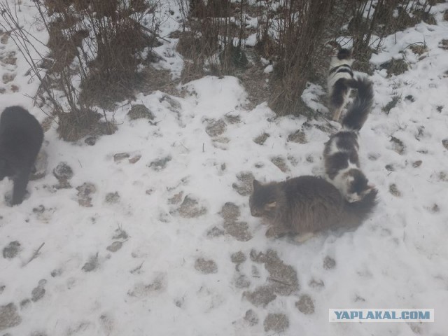 Жизнь домашнего приюта для котеек 532