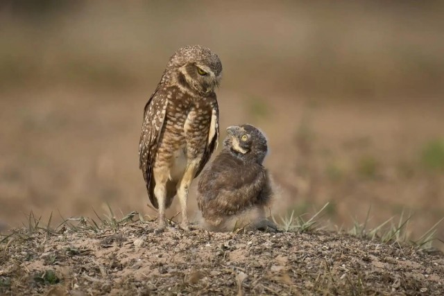 Самые забавные фото животных: опубликованы снимки конкурса The Nature Photography Contest 2024 в номинации «Юмор в природе»