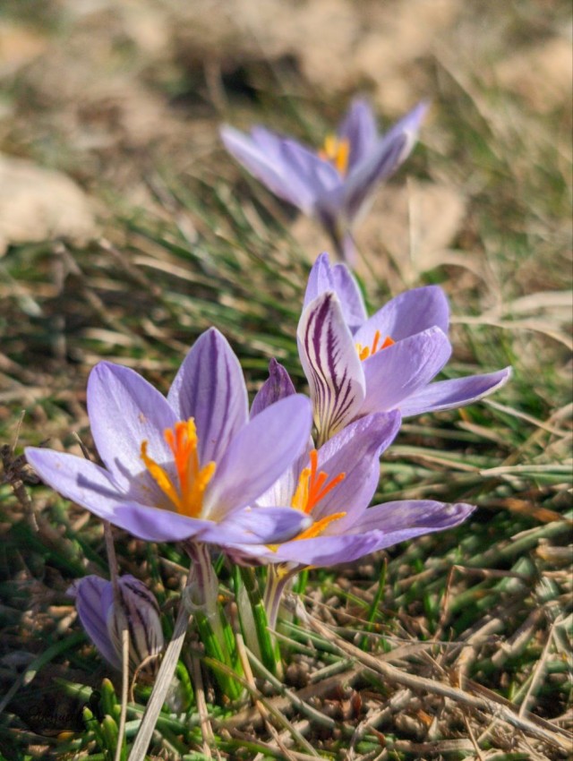 Литературная беседка v.1