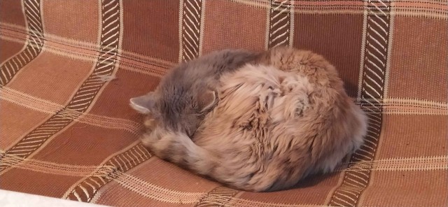 Спящий кот