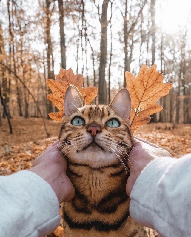 Красавец