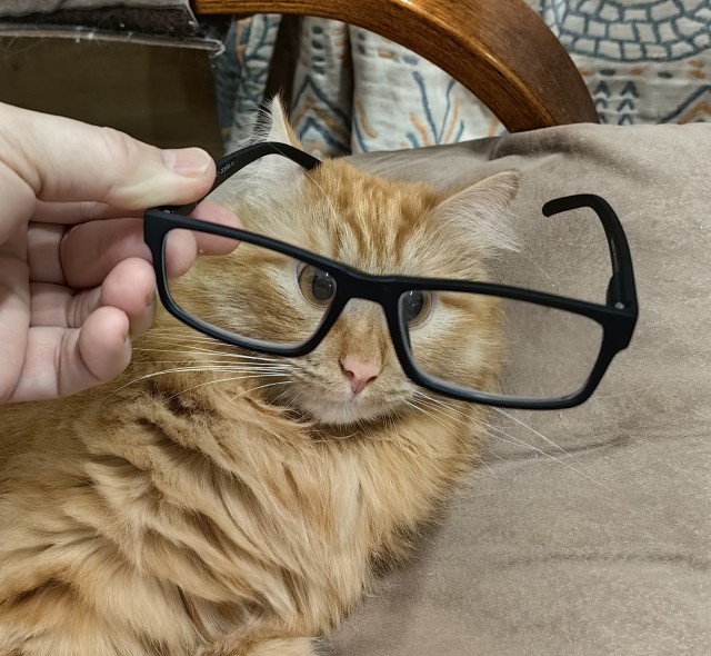 Котëнок-заморыш стал красивой кошкой