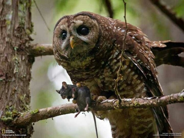 Знакомьтесь — китайская бамбуковая крыса