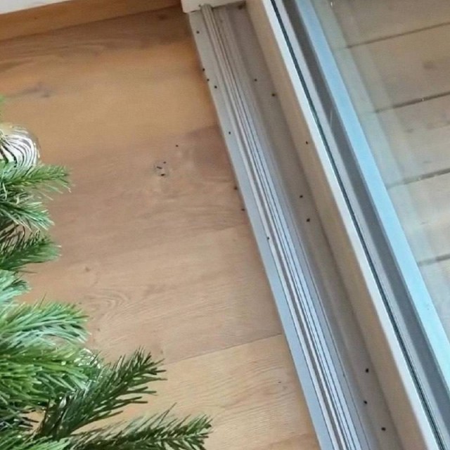 Опасные новогодние «ёлочные» клещи атакуют квартиры россиян