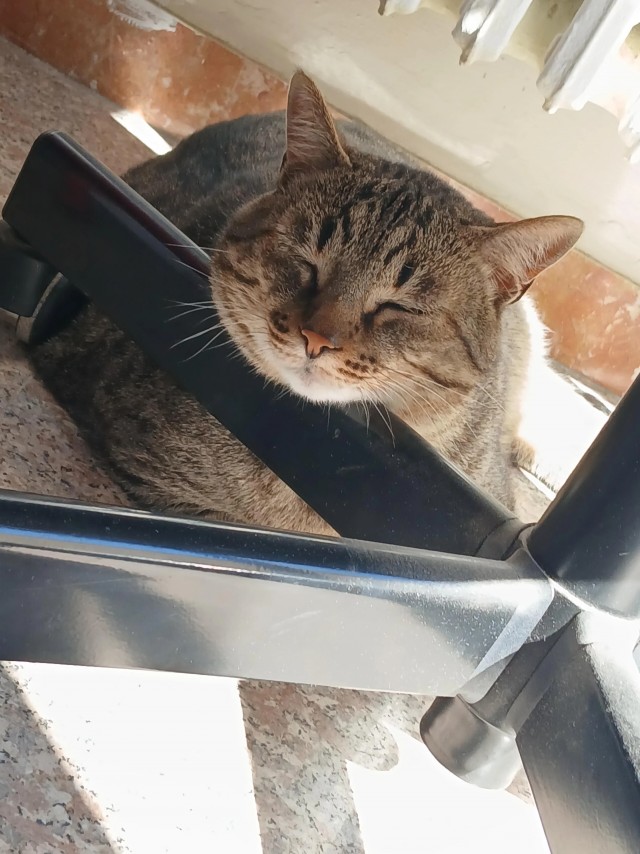 Рандомных фото котов тред