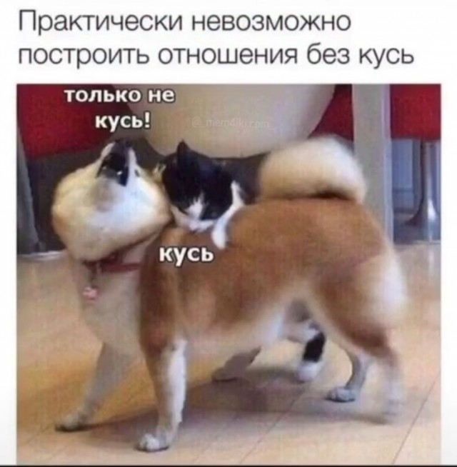 Сейчас укушу и успокоюсь
