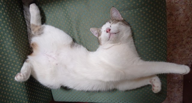 Кошки
