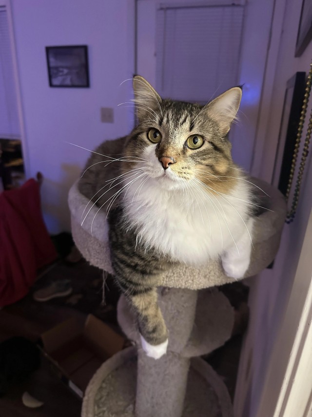 Рандомных фото котов тред