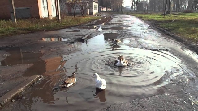 Всё-таки загнивают