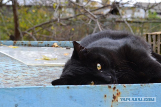 Скажите... оно в самом деле настоящее?!