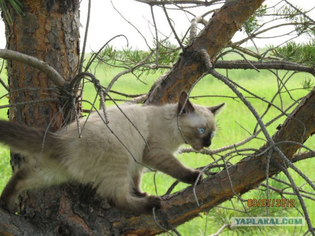 Котовторник  08.04.2014