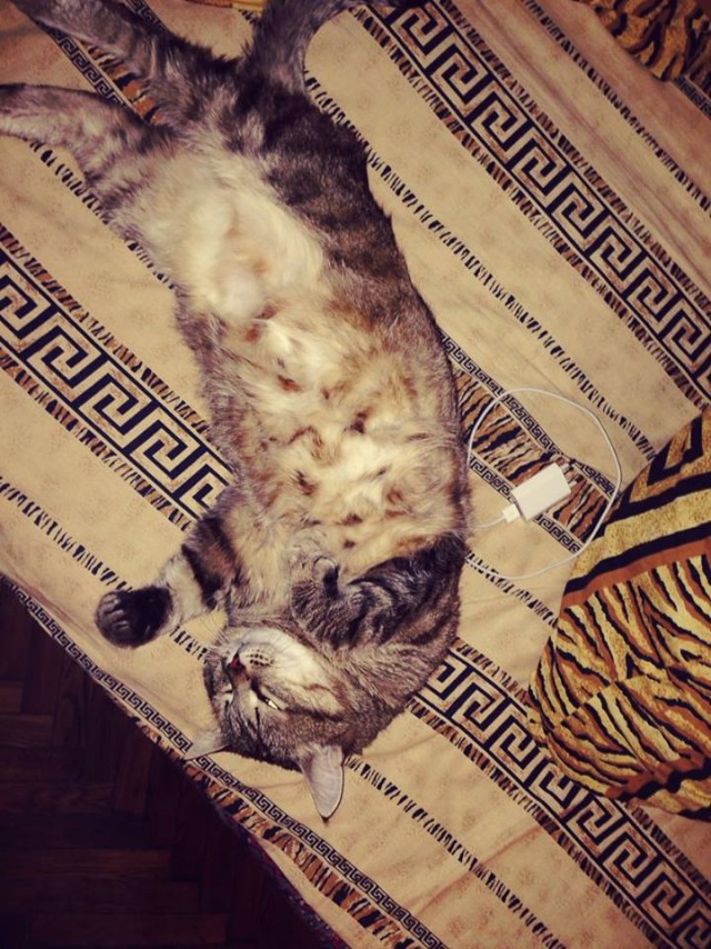 Завидую своему коту