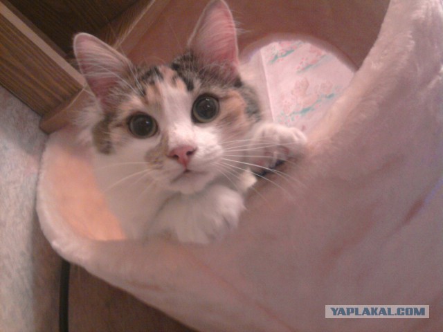 Котовторник 20.05.2014