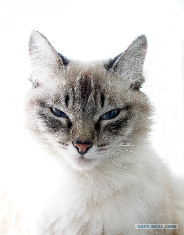 Котовторник 02.09.2014