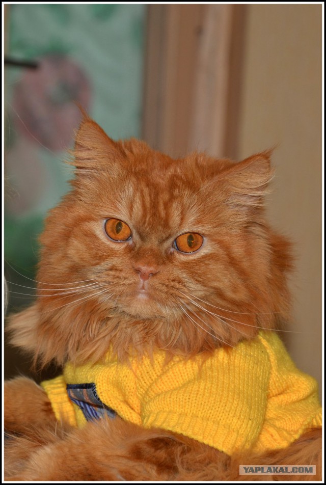 Котовторник 16.09.14