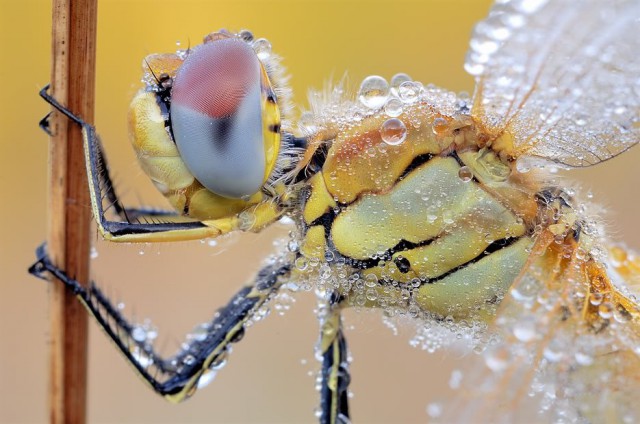 National Geographic,избранное...