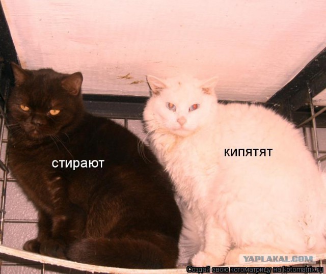 Нигер помылся