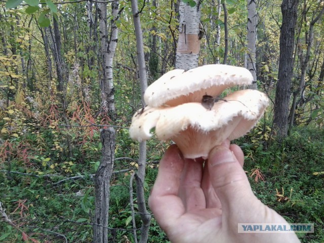 Дары Севера