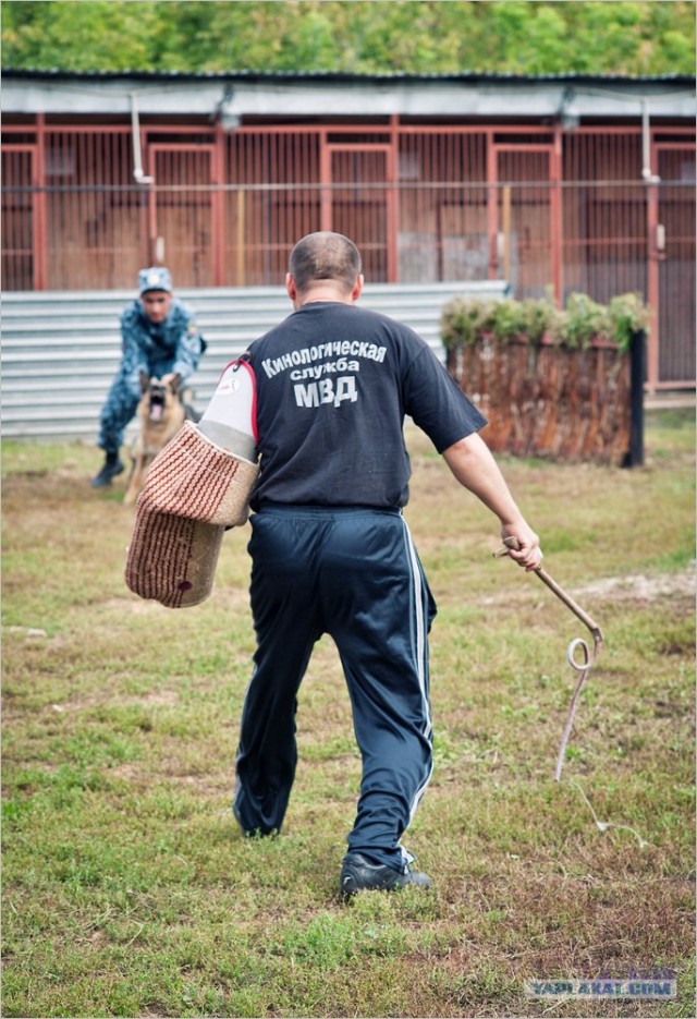 Центр кинологической службы Упр-ния на транспорте