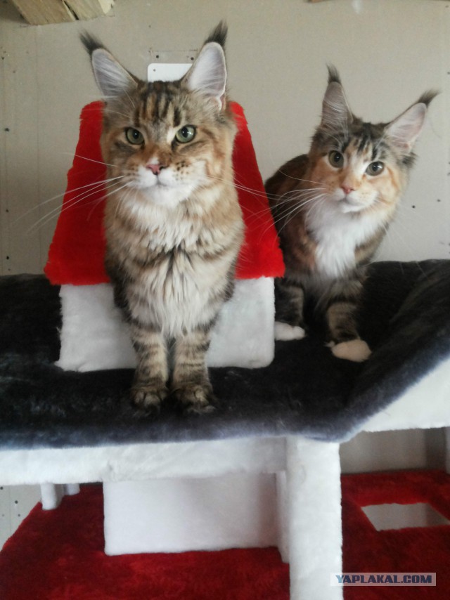 Котовторник 14.07.2015
