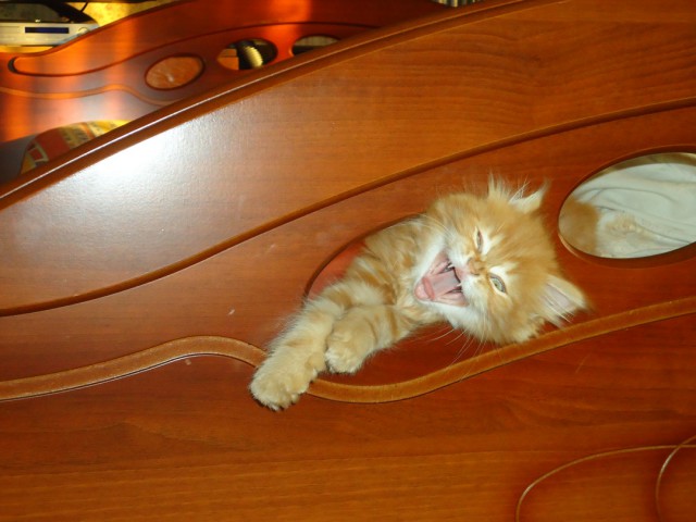 Котовторник