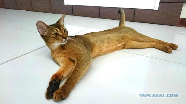Котовторник
