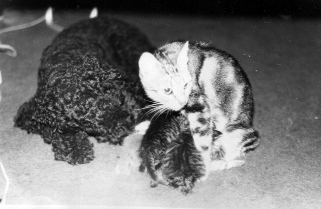 В Анапе кот кормил мышами брошенных щенков.