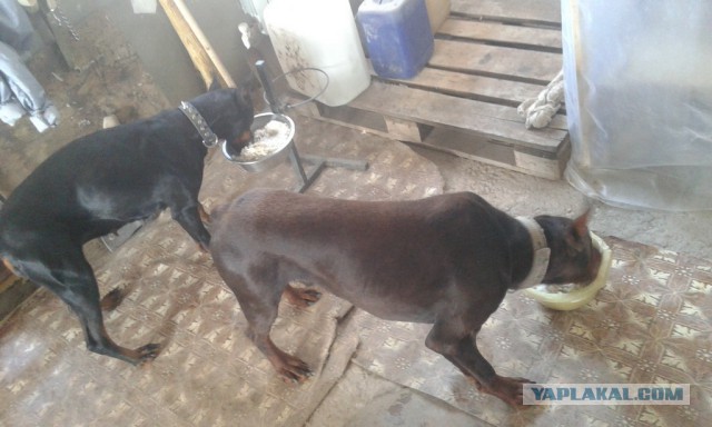 Халява от МТС и коллекторы