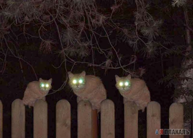 Ночные кошаки