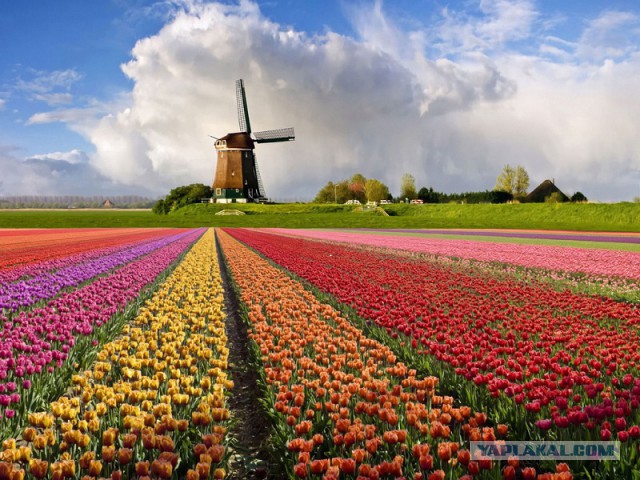 Фастфуд-пикник на день рождения ЯПа