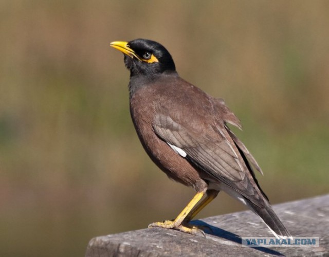 Каких птиц вы видите в городе?