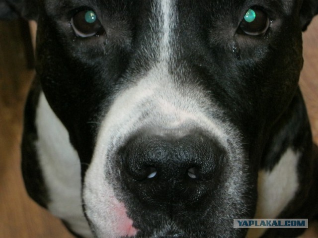 Страшно красивые терьеры