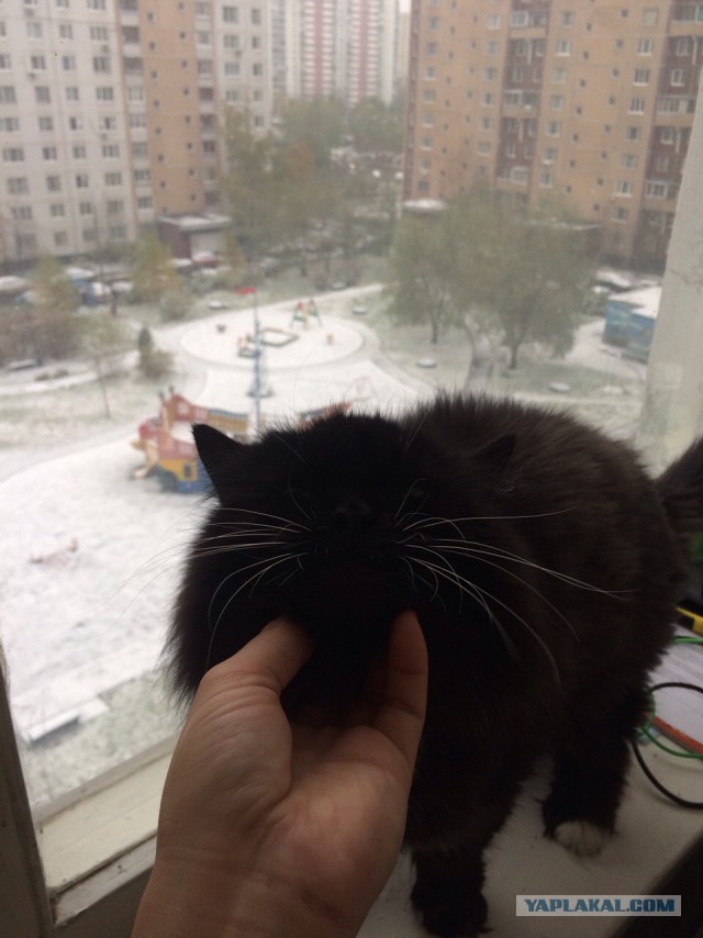 Котовторник 01.11.2016 г.