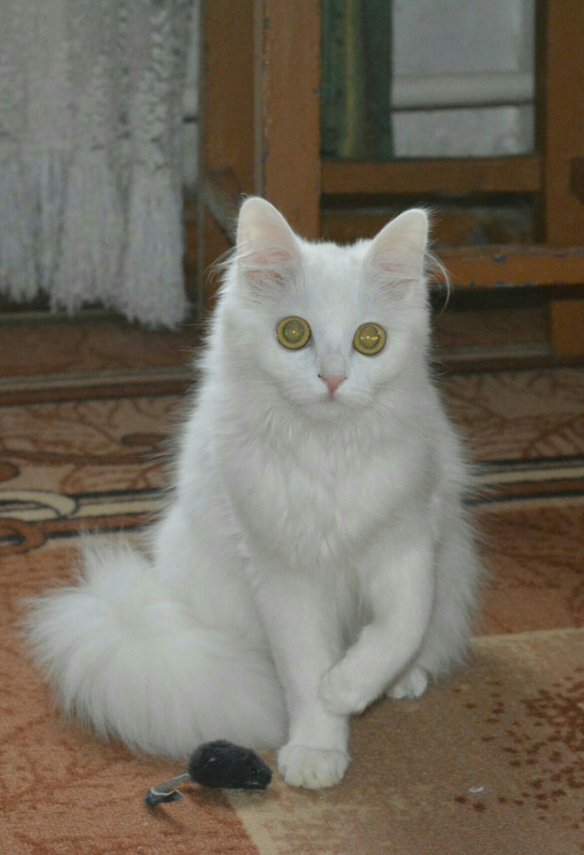 Коты из сети