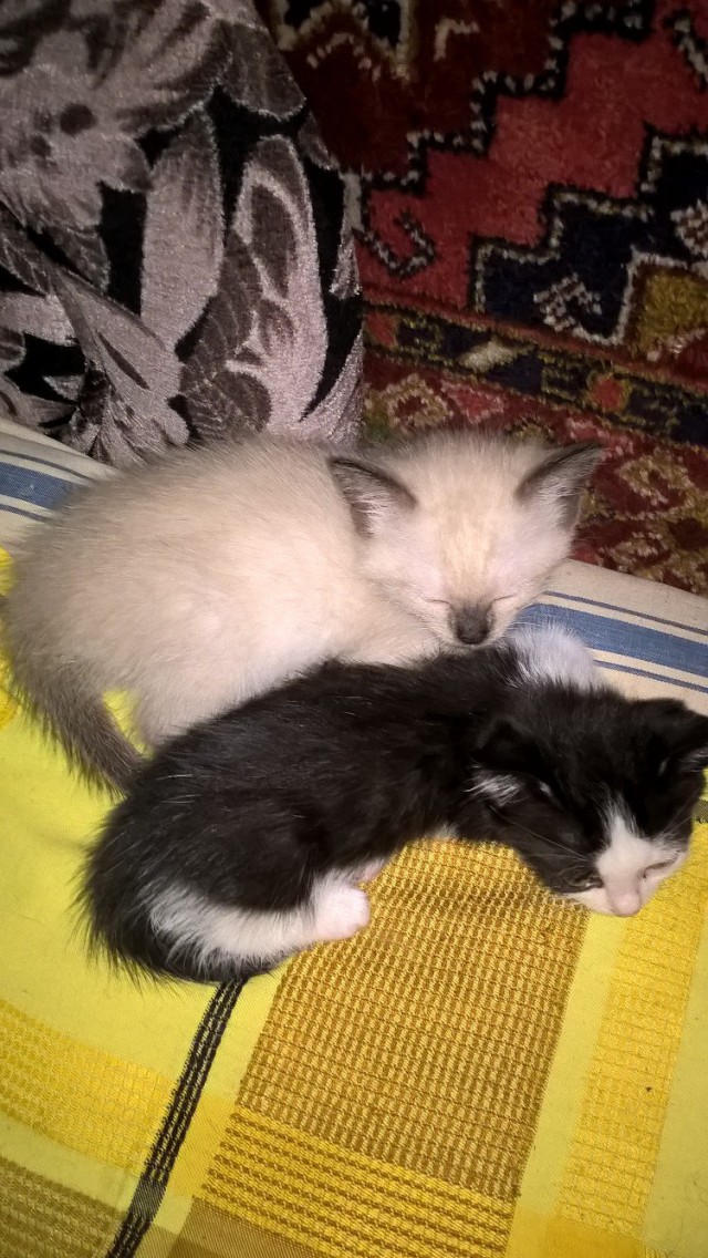 Коты из сети