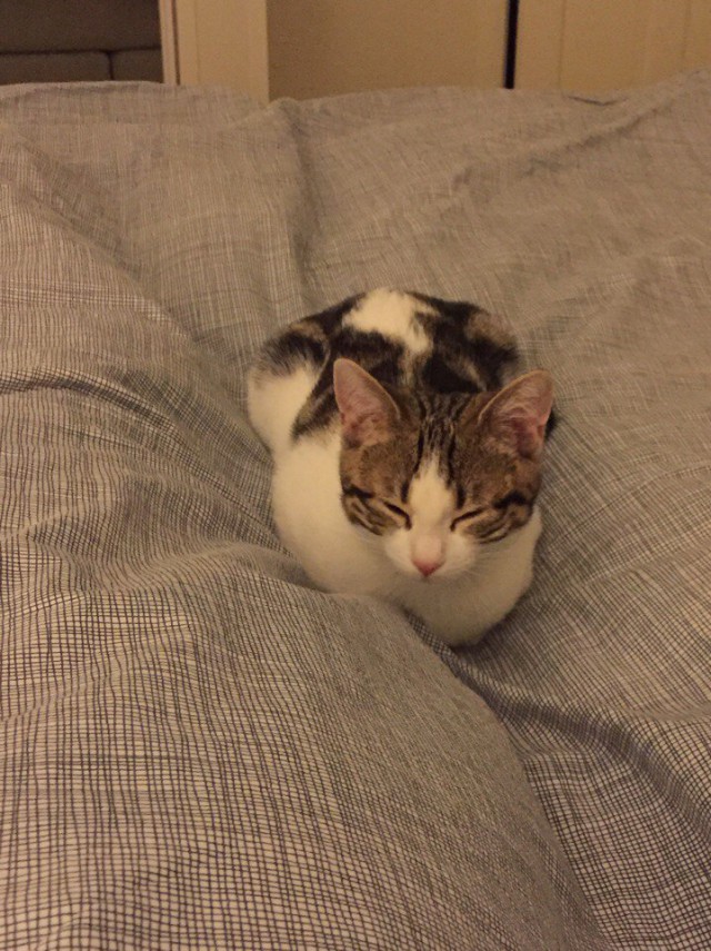 Коты и Кошки