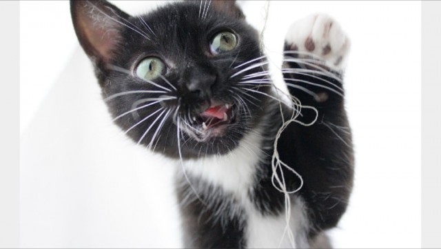 Коты и Кошки