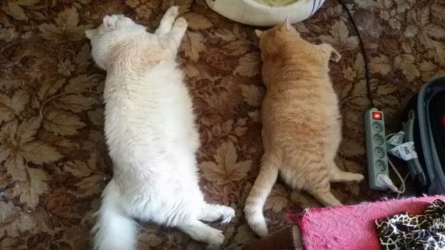 Котовторник 30.05.2017