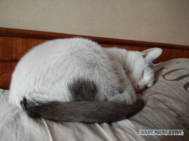 Вся красота беспородных кошек. Котовторнику посвящается.
