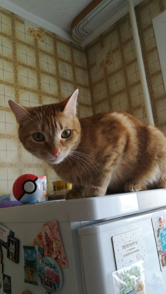 Котовторник  01.05.2018