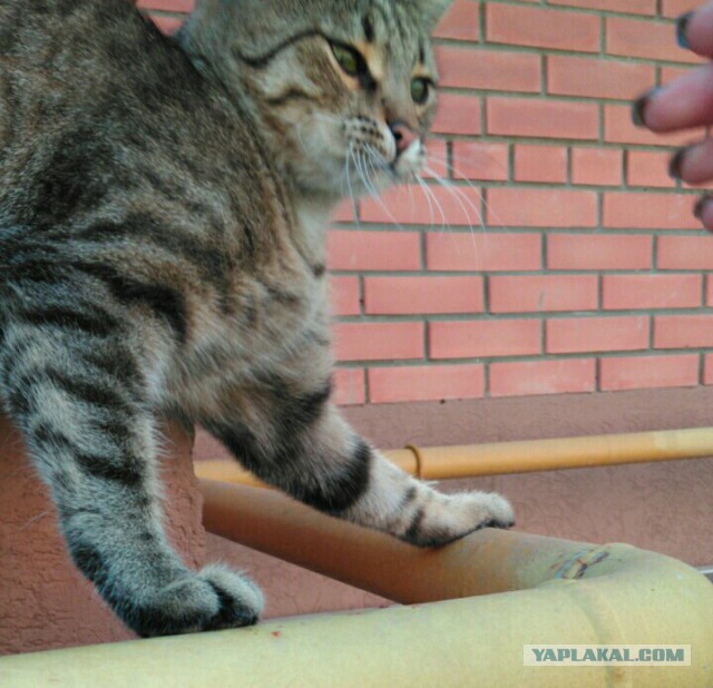 Котовторник 29.5.18