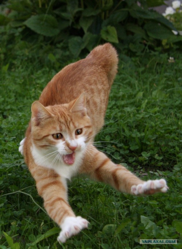 Котовторник на ЯПлакалъ! От числа 09.09.08