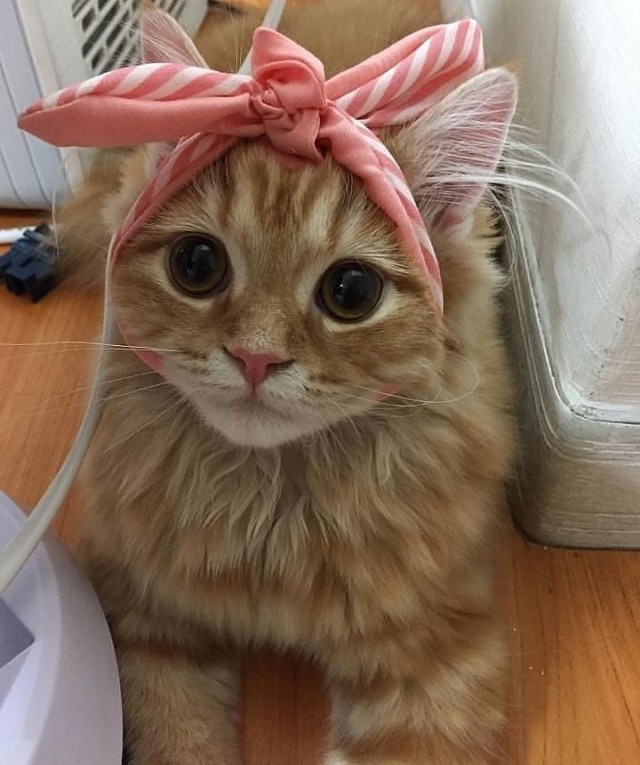 Немного милоты