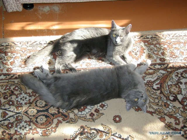 Коты, кошки и котята